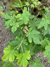 Load image into Gallery viewer, Acer palmatum &#39;Koyamandi nishiki&#39;
