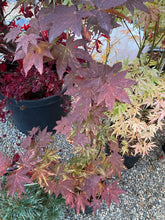 Load image into Gallery viewer, Acer sieboldianum &#39;Kumoi nishiki&#39;
