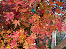 Load image into Gallery viewer, Acer palmatum &#39;Kristen&#39;s Star&#39;
