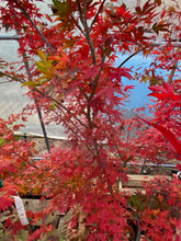 Load image into Gallery viewer, Acer palmatum &#39;Katsura&#39;
