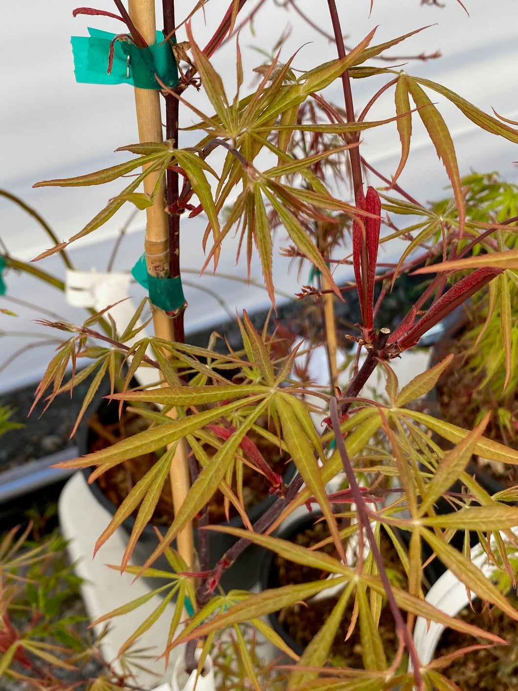 Acer palmatum 'Kenbu'