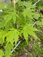 Load image into Gallery viewer, Acer palmatum &#39;Ki Hachijo&#39;
