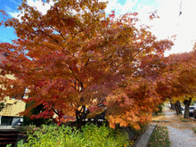 Load image into Gallery viewer, Acer palmatum &#39;Ki Hachijo&#39;
