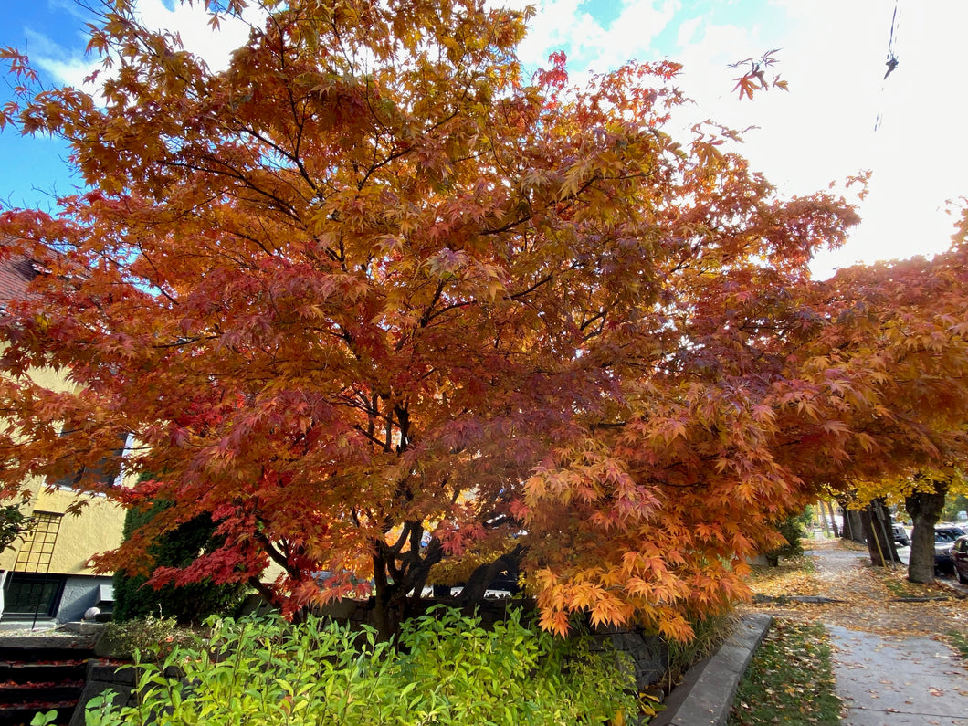 Acer palmatum 'Ki Hachijo'