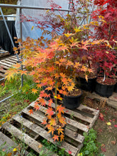 Load image into Gallery viewer, Acer palmatum &#39;Ki Hachijo&#39;
