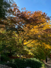 Load image into Gallery viewer, Acer palmatum &#39;Ki Hachijo&#39;
