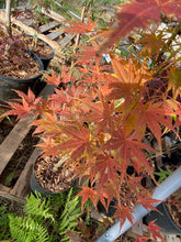 Load image into Gallery viewer, Acer palmatum &#39;Ki Hachijo&#39;
