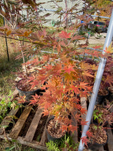 Load image into Gallery viewer, Acer palmatum &#39;Ki Hachijo&#39;
