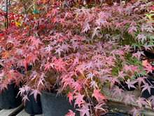 Load image into Gallery viewer, Acer palmatum &#39;Kiyohime&#39;
