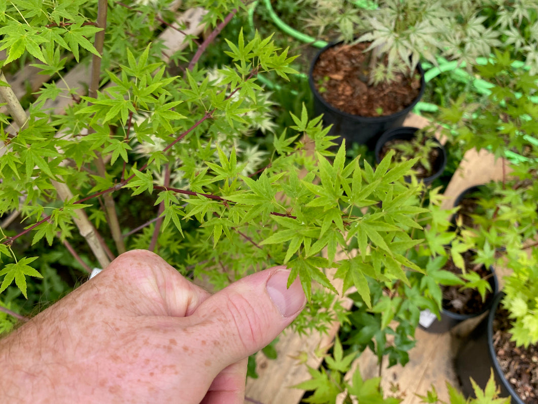 Acer palmatum 'Ko chidori'