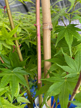 Load image into Gallery viewer, Acer palmatum &#39;Kotobuki&#39;
