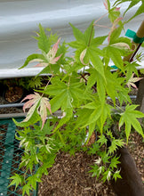 Load image into Gallery viewer, Acer palmatum &#39;Kotobuki&#39;
