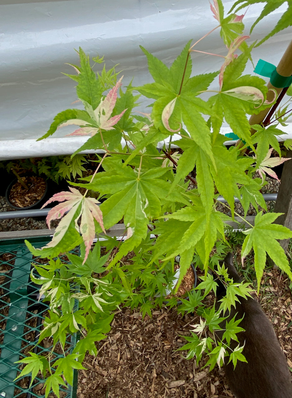 Acer palmatum 'Kotobuki'