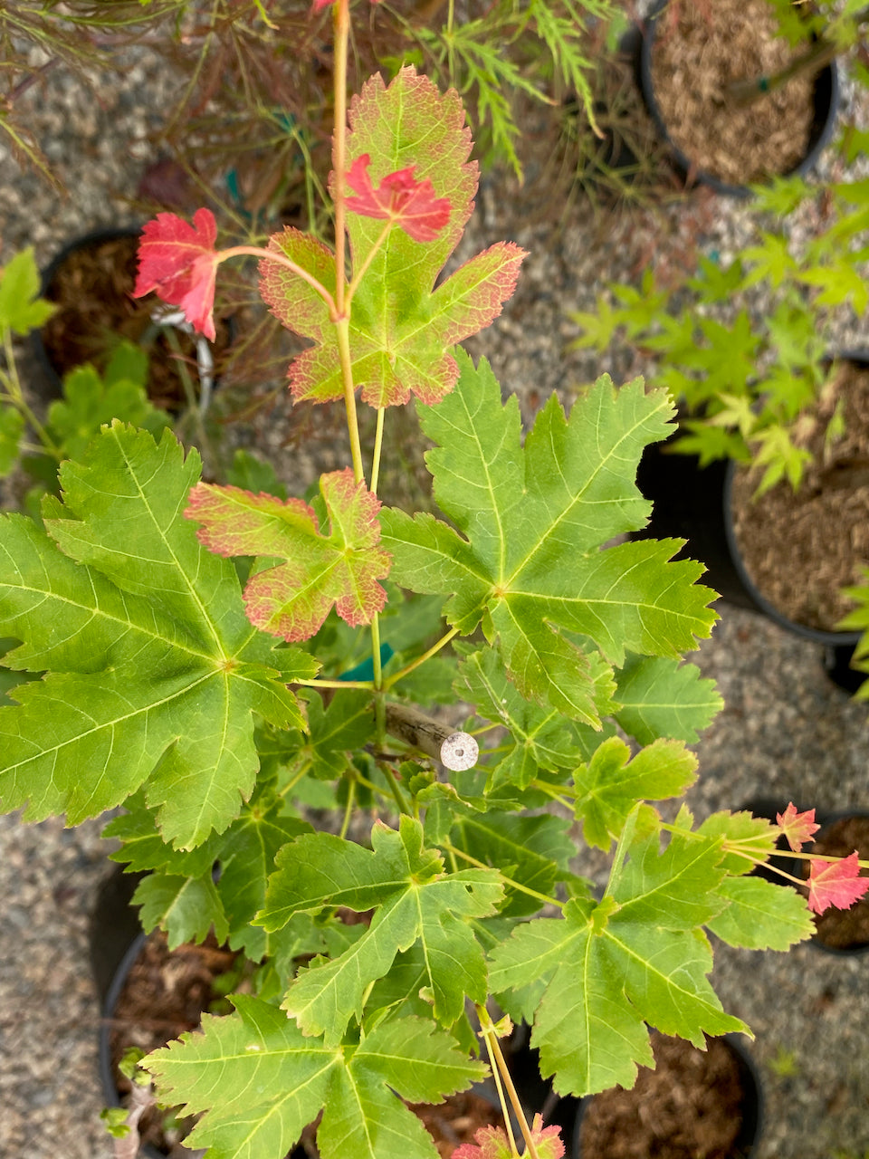 Acer palmatum 'Koyamandi nishiki'