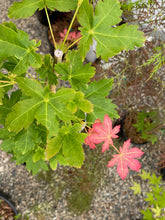 Load image into Gallery viewer, Acer palmatum &#39;Koyamandi nishiki&#39;
