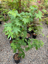 Load image into Gallery viewer, Acer palmatum &#39;Koyamandi nishiki&#39;
