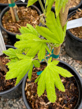 Load image into Gallery viewer, Acer palmatum &#39;Koyamandi nishiki&#39;
