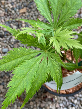 Load image into Gallery viewer, Acer palmatum &#39;Koyuki&#39;
