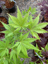 Load image into Gallery viewer, Acer palmatum &#39;Koyuki&#39;
