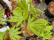 Load image into Gallery viewer, Acer palmatum &#39;Koyuki&#39;
