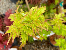 Load image into Gallery viewer, Acer palmatum &#39;Krazy Krinkle&#39;
