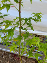 Load image into Gallery viewer, Acer palmatum &#39;Krazy Krinkle&#39;
