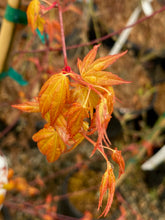 Load image into Gallery viewer, Acer palmatum &#39;Kristen&#39;s Star&#39;
