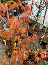 Load image into Gallery viewer, Acer palmatum &#39;Kristen&#39;s Star&#39;
