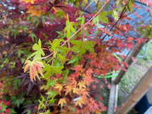 Load image into Gallery viewer, Acer palmatum &#39;Kristen&#39;s Star&#39;
