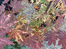 Load image into Gallery viewer, Acer sieboldianum &#39;Kumoi nishiki&#39;
