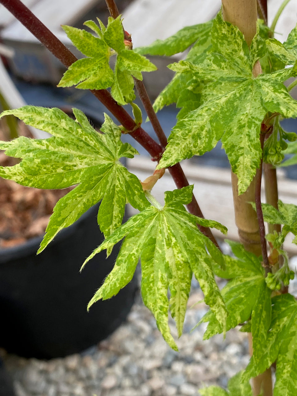 Acer sieboldianum 'Kumoi nishiki'