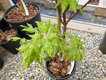 Load image into Gallery viewer, Acer sieboldianum &#39;Kumoi nishiki&#39;
