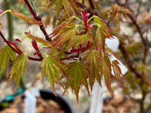 Load image into Gallery viewer, Acer palmatum &#39;Kurui jishi&#39;
