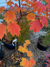 Load image into Gallery viewer, Acer japonicum &#39;Emmitt&#39;s Pumpkin&#39;
