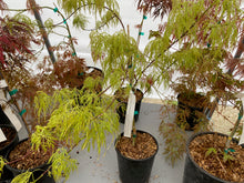 Load image into Gallery viewer, Acer palmatum dissectum &#39;Lemon Lime Lace&#39;
