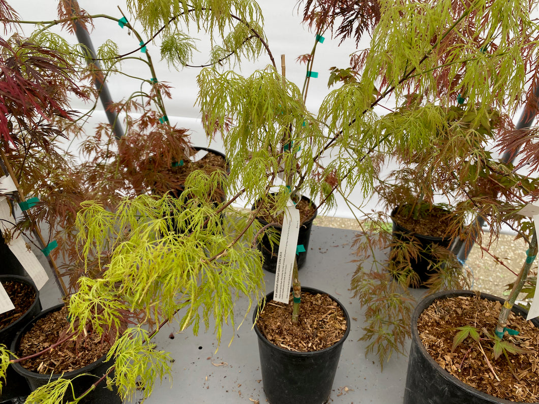 Acer palmatum dissectum 'Lemon Lime Lace'