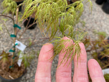 Load image into Gallery viewer, Acer palmatum dissectum &#39;Lemon Lime Lace&#39;
