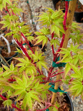 Load image into Gallery viewer, Acer palmatum &#39;Little Sango&#39;

