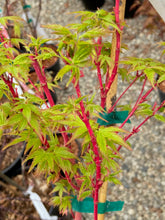 Load image into Gallery viewer, Acer palmatum &#39;Little Sango&#39;

