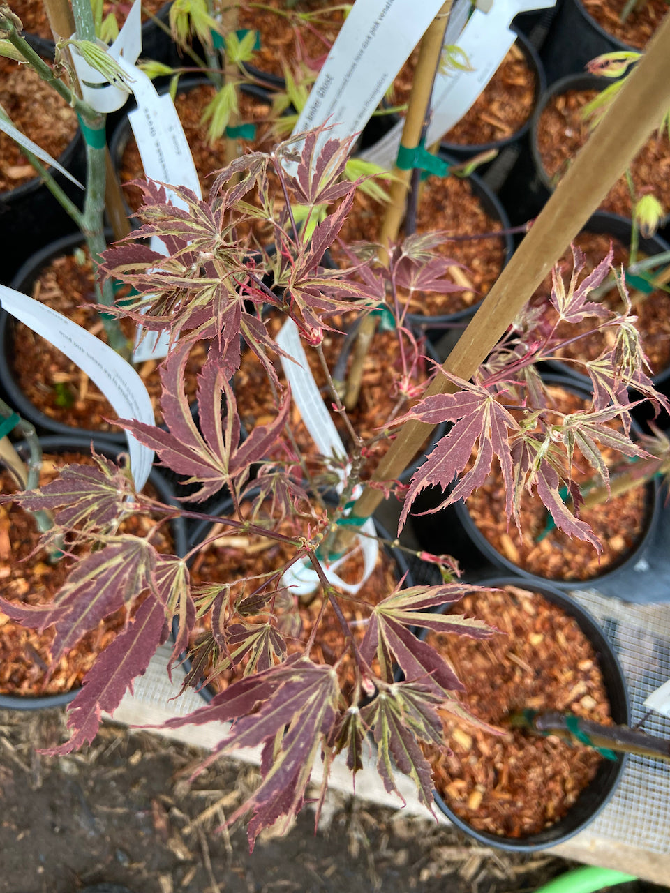 Acer palmatum 'Manyo no sato'