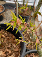 Load image into Gallery viewer, Acer palmatum &#39;Mikawa yatsubusa&#39;
