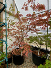 Load image into Gallery viewer, Acer palmatum &#39;Mikazuki&#39;
