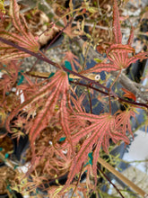 Load image into Gallery viewer, Acer palmatum &#39;Mikazuki&#39;
