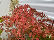 Load image into Gallery viewer, Acer palmatum &#39;Mikazuki&#39;
