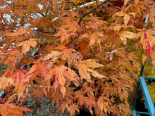 Load image into Gallery viewer, Acer palmatum &#39;Mikazuki&#39;
