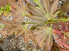 Load image into Gallery viewer, Acer shirasawanum &#39;Mirte&#39;
