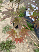 Load image into Gallery viewer, Acer shirasawanum &#39;Mirte&#39;
