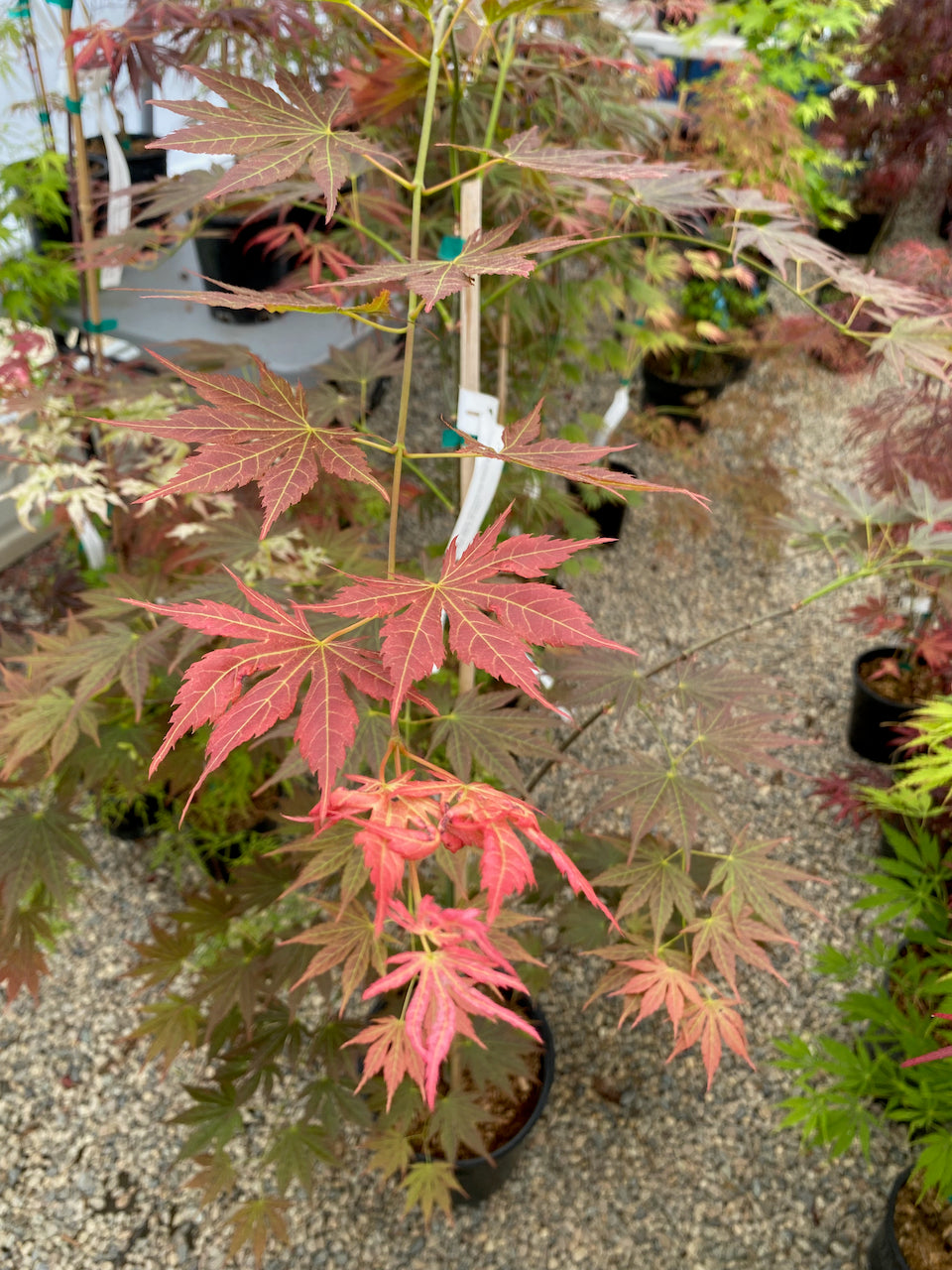 Acer shirasawanum 'Mirte'