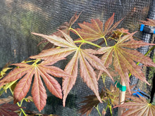 Load image into Gallery viewer, Acer shirasawanum &#39;Mirte&#39;
