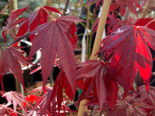 Load image into Gallery viewer, Acer palmatum &#39;Moonfire&#39;
